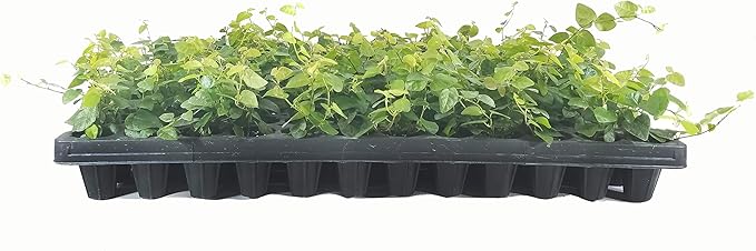 Creeping Fig Plant Ficus Pumila Climbing Vine - 30 Live Fully Rooted Plants