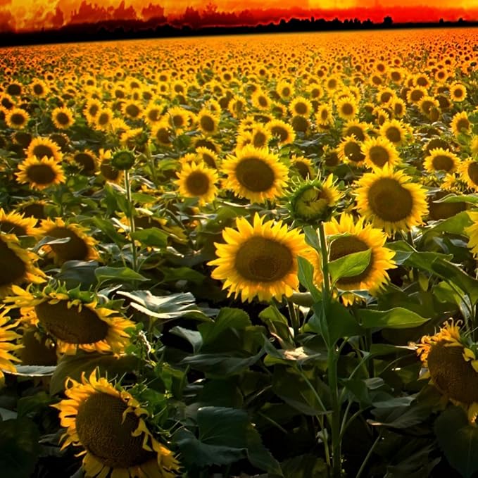 Outsidepride Wild Sunflower Seeds for Planting - 1000 Pcs Annual, Easy to Grow Flower Seeds w/Vibrant, Abundant Blooms for Cut Flower Arrangements & Pollinator & Vegetable Gardens