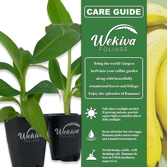 Dwarf Cavendish Banana Tree - 4 Live Starter Plants - Musa - Edible Fruit Bearing Tree for The Patio and Garden