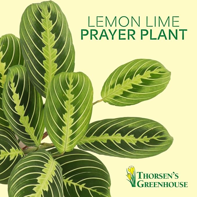 Thorsen's Greenhouse Lemon Lime Prayer Plant, Live Indoor Plant, Pet Friendly, Attractive Houseplant, Lemon Maranta, Easy to Grow, 4" Diameter Pot (Brushed Silver)