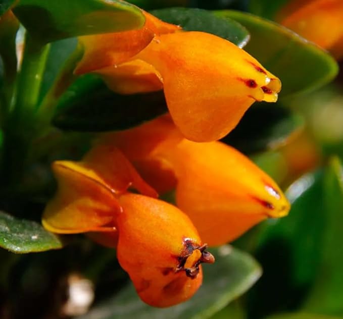 Orange Goldfish Starter Plant - 2 Inch Pot - Adorable Indoor Plant Blooms All Year