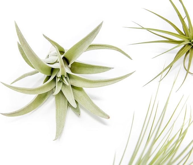 5 Pack of Classic Air Plants Variety - Live Succulent House Plants - Available in Wholesale and Bulk - Home and Garden Decor - Easy Care Indoor/Outdoor Air Plant