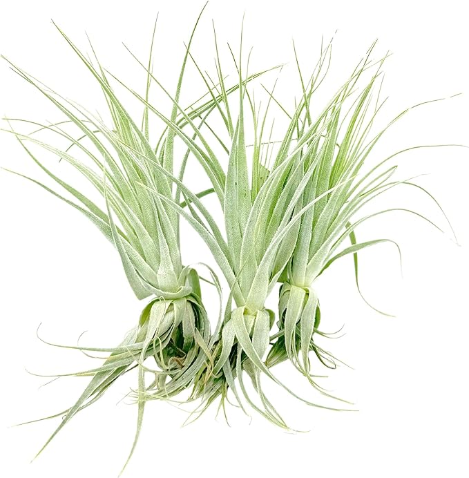Live Air Plant - Tillandsia Gardneri 5-7” - 3ct - ragnaroc Rare Collectors Indoor Tropical Plant - Live Arrival Guaranteed - House Plants for Home Decor & Gift