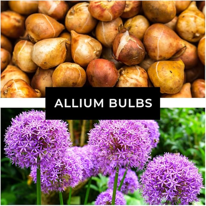 Purple Allium Bulbs for Planting - Easy to Grow Perennial Flowers, Top Size Bulbs, Large Spherical Blooms (10 Bulbs)