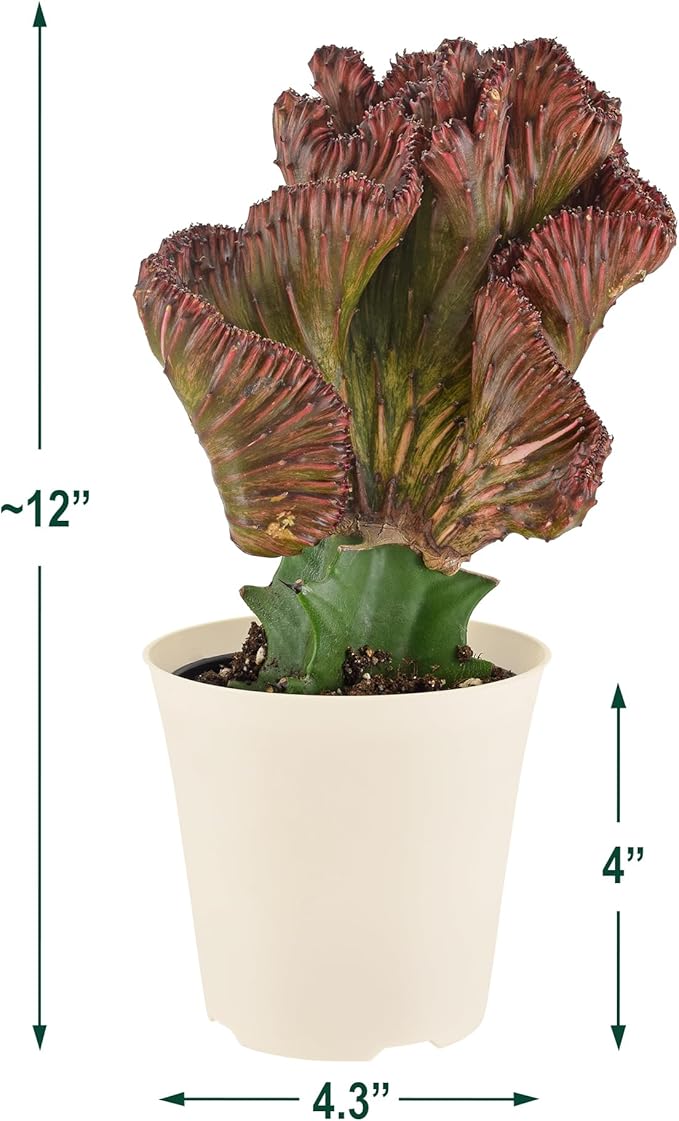 Arcadia Garden Products Live Mermaid Tail Cactus Indoor Houseplant in Plastic Pot, Euphorbia lactea Cristata Crested Coral Succulent Plant Gift for Home and Garden Decor, 4-inch, Red