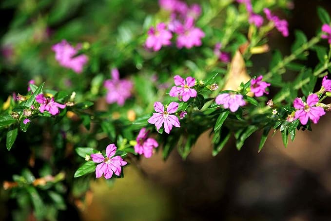 Mexican Heather Purple | 20 Live Plants | Cuphea Hyssopifolia | Drought Tolerant, Evergreen Shrub, Low Maintenance, Flowering Blooms, Full Sun, Ground Cover, Year Round Interest, Outdoor Garden