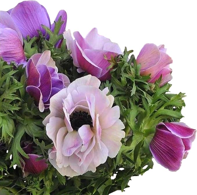 Easy to Grow Anemone Italian Mistral Plus Rarity - 10 Plant Bulbs, Beautiful Multi-Color Purple Flowers in Spring Gardens Full Sun