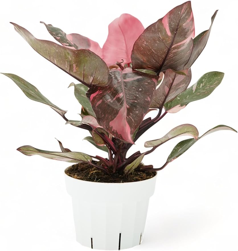 Pink Princess Philodendron Live Plant - Indoor Plants Live Houseplants - Elegant Philodendron Princess House Plant - Rare Pink Plants