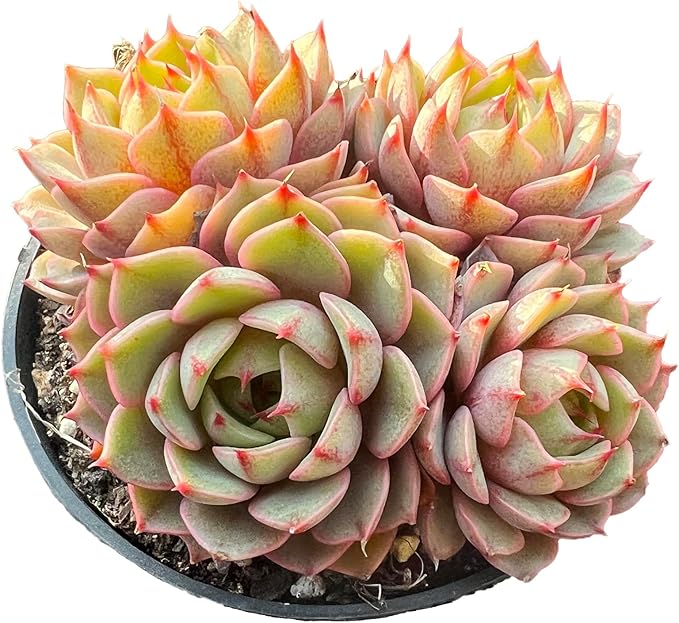 Echeveria Ben Badis Rare Live Succulent Plants, Orange 3-4 Heads 3.5" Live Plant, Package Without Pot & Soil, Garden Indoor Office Desk, Wedding Party Baby Shower Decoration, Friend Plant Lovers Gifts
