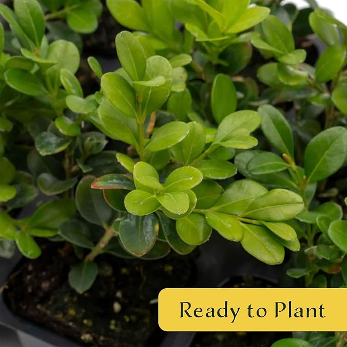 12 Winter Gem Boxwood in 2.5” Nursery Cubes (Buxus microphylla VAR. Japonica) | Evergreen Shrub for Hedges, Borders & Topiary | Ready-to-Plant Live Starter Plants