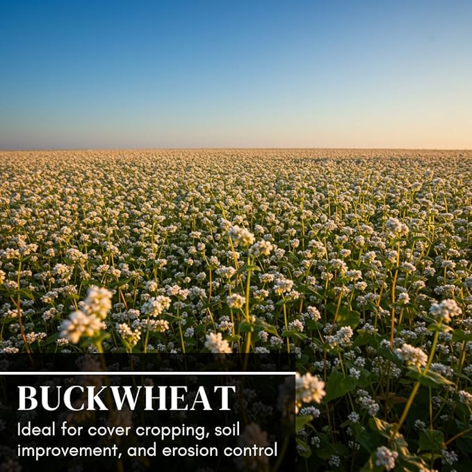 Buckwheat Seeds for Planting - Cover Crop, Grain, Bee Pasture, Pollinator, Wildlife Seed (22 Pounds)