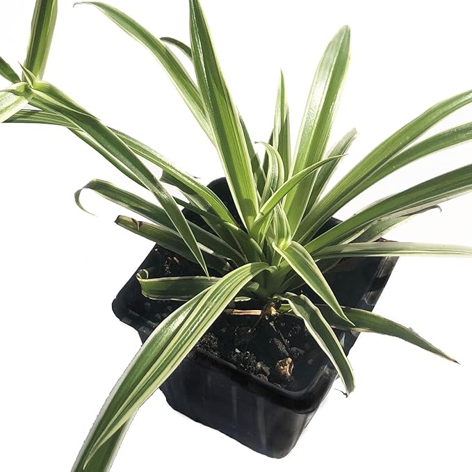 Organic Spider Plant, (Chlorophytum comosum Reverse variegatum) 2.5-inch Pot - aka - Spider Ivy - Hen and Chickens - Ribbon Plant - House Plant