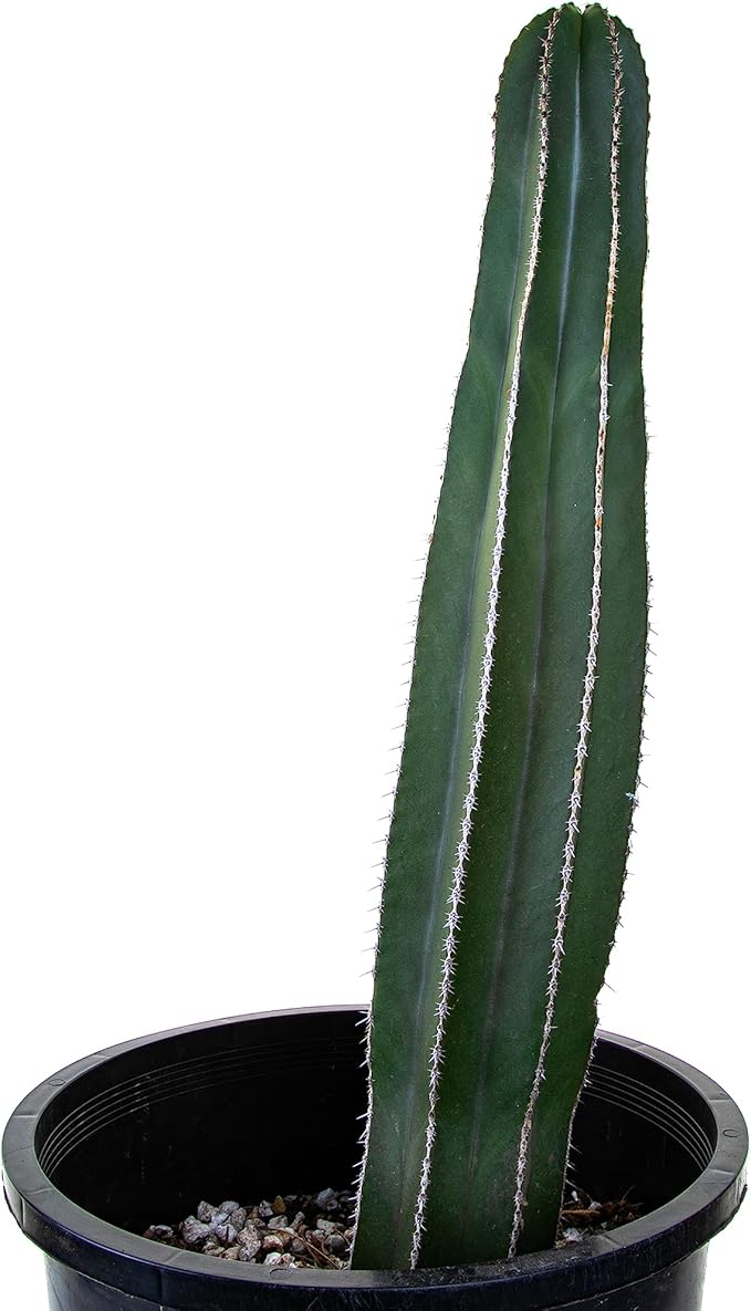 Cactus Outlet - Mexican Fence Post Cacti - Cactus Plants Live, 12”-18" Live Plants Indoor & Outdoor Use, Rare Large Live Cactus - Landscape Ready Large Cactus Plant Live Delivered Right to Your Door
