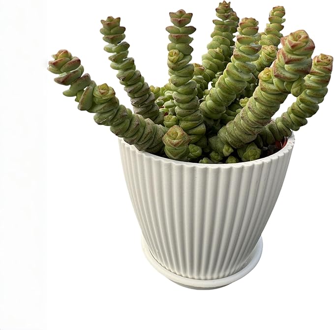 4" String of Buttons in White Stripe Pot, Live Crassula 'Baby's Necklace' Trailing Succulent, Rare House Plant for Home Office Wedding Hanging Decoration, DIY Projects, Party Favor