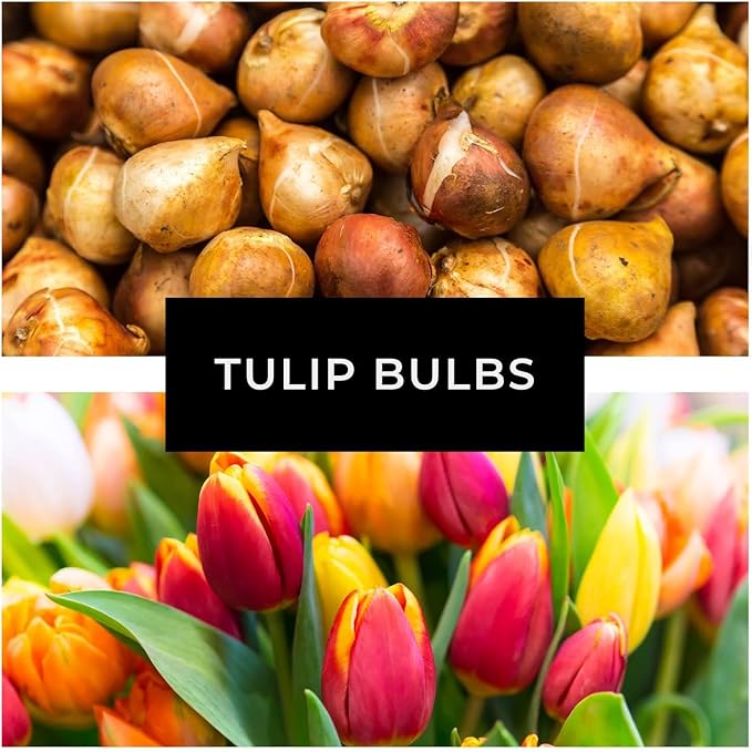 Tulips and Daisys - Pinks, Whites and Yellows - Get 10 Mixed Tulips and 200 Daisy Seeds