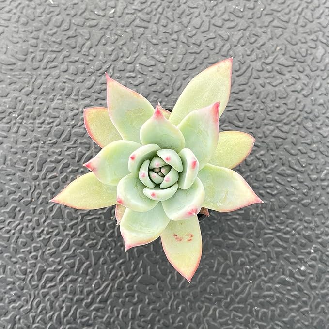 2" Rare Succulent Echeveria Colorata VAR. Brandtii, Live Succulents Plants Fully Rooted in Grower Pots, Unique Gift for Wedding Favor, Party Favor
