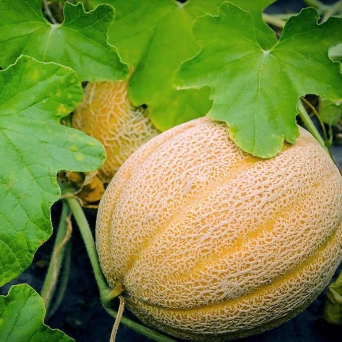 Hales Best Jumbo Melon, Cantaloupe Seeds,50 Count COOL BEANS N SPROUTS Brand. Heirloom. Non-GMO. Home Gardening.