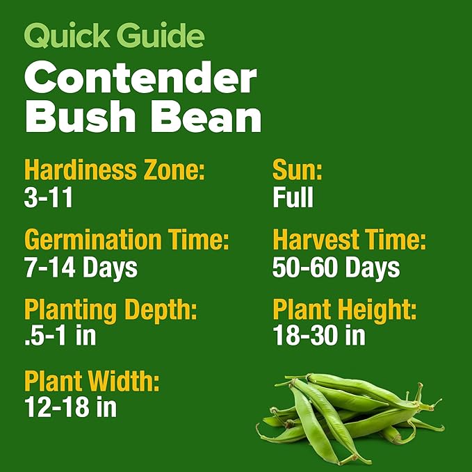 HOME GROWN Contender Bush Bean Pack - 28 Heirloom Green Beans, Vegetable Seeds for Planting, Emergency Food Supply (Phaseolus vulgaris)