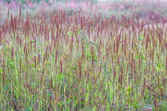 Native Grass Seed Blend - Big Bluestem, Little Bluestem, Indiangrass, RC Big Rock Switchgrass (1, Ounces)