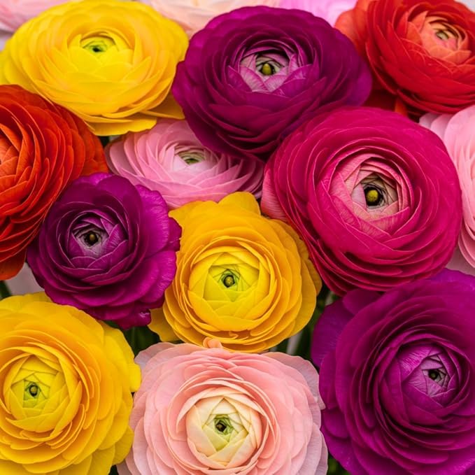 Ranunculus Mix Color Bulbs for Planting (10 Bulbs)