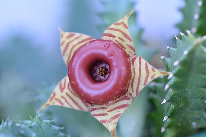 Lifesaver Plant (Huernia zebrina) Live House Plant in 2.5 inch Pot - by Smoke Camp Crafts - Organic Live Plant