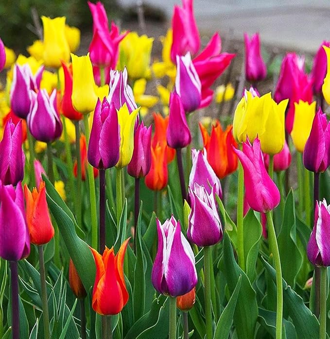 Tulips Lily Flowering Mixture Tulip Pink Red White Yellow Plant Bulbs Spring Flowering Gardens Size 12+ (100, Lily Flowering Mixture)