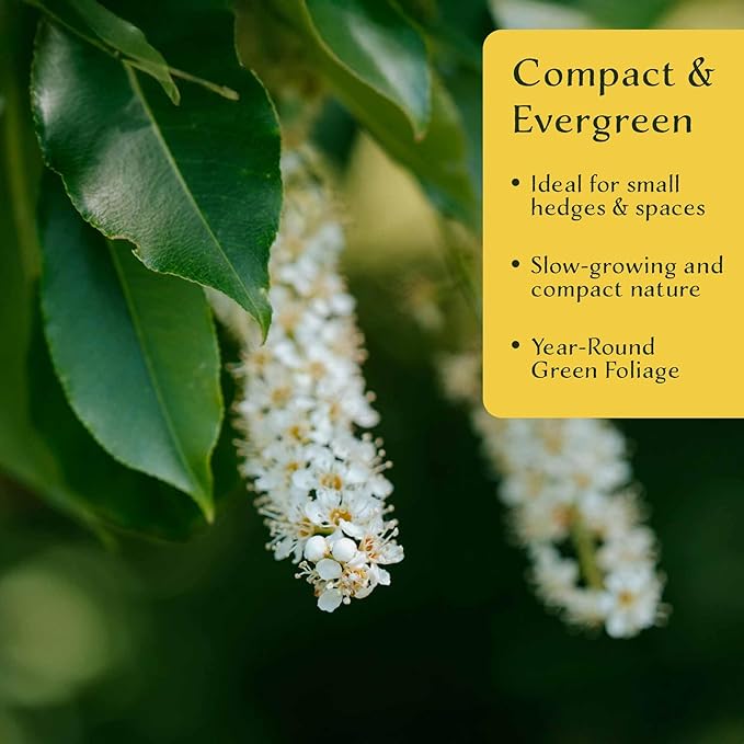 2 Dwarf Carolina Cherry Laurel in 3.5” Nursery Cubes (Prunus caroliniana ‘Compacta’) | Evergreen Shrub for Privacy Hedges, Screens, and Ornamental Landscaping | Ready-to-Plant Live Starter Plants