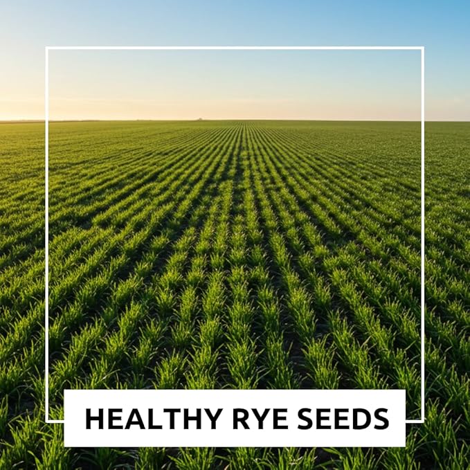 22 lbs Open-Pollinated Rye Seeds – Non-GMO, Premium Cover Crop, Forage, Food Plot, Soil Builder, Erosion Control, Deer & Wildlife Friendly, Fast-Growing and Hardy