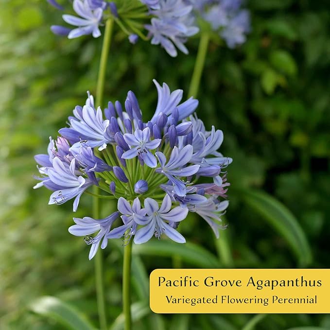 2 Pacific Grove Agapanthus in 3.5” Nursery Cubes (Agapanthus ‘Pacific Grove’) | Variegated Evergreen Perennial for Borders, Beds & Containers | Ready-to-Plant Live Starter Plants