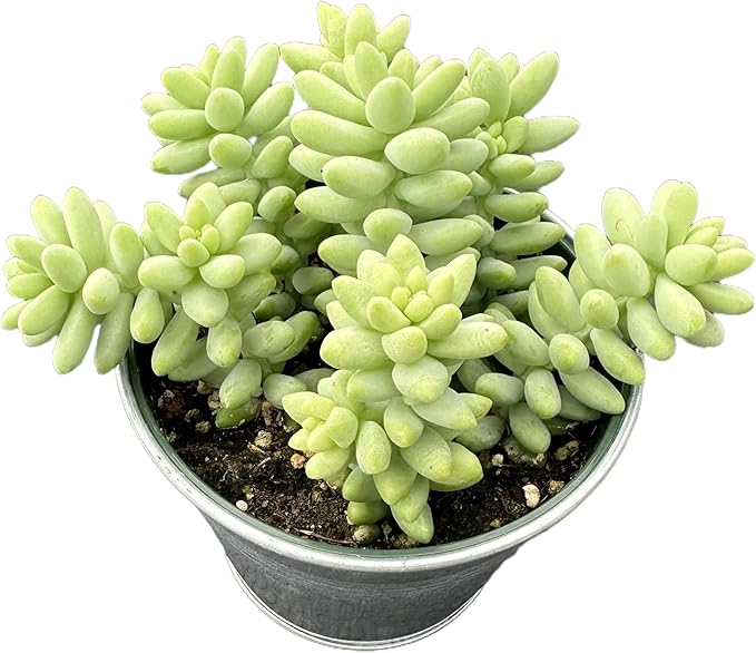 Donkey's Tail with 4" Vintage Metal Pot, Live Sedum Morganianum-Burro's Tail Succulent with Soil Mix, Rare House Plant for Home Office Wedding Indoor Outdoor Decoration, DIY Projects, Party Favor