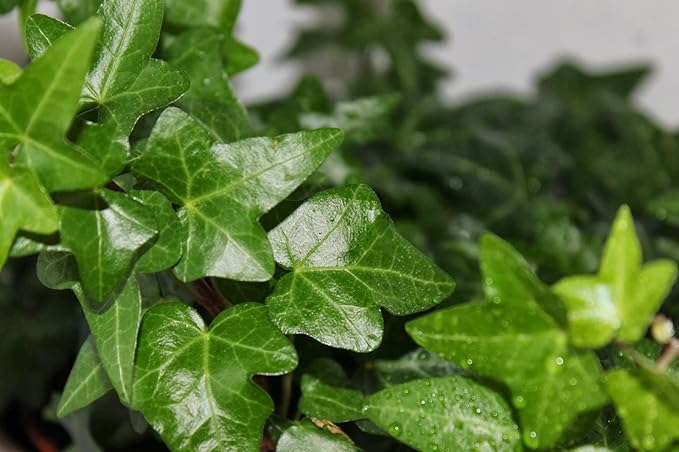 English Ivy Tree - 5 Live Plants in 4 Inch Pots - Hedera Helix - Florist Quality - Stylish Air Purifying Topiary Houseplant Vine