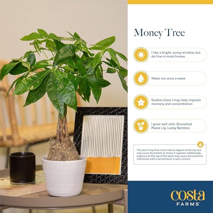 Costa Farms Money Tree Live Plant in Decorative Pot, Air Purifying Indoor Houseplant, Perfect for Home, Room, or Office Decor, Great House Warming or Birthday Gift, 8-10 Inches Tall