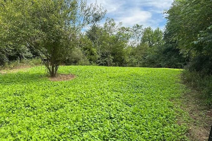 Sugar Rush | Select Seed Blends | Easiest Deer Feeder | Late Season Whitetail Deer Food Plot | Turnip, Sugar Beet, Winfred Forage Brassica Seeds | Plants 1/2 Acre | 5 lb Bag
