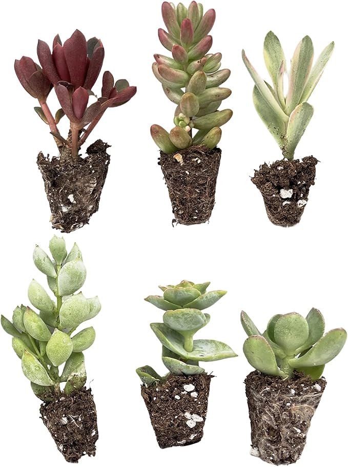 6 Pack Succulent Plants with Root and Soil, Easy to Grow (Assorted Varieties Without Pots)