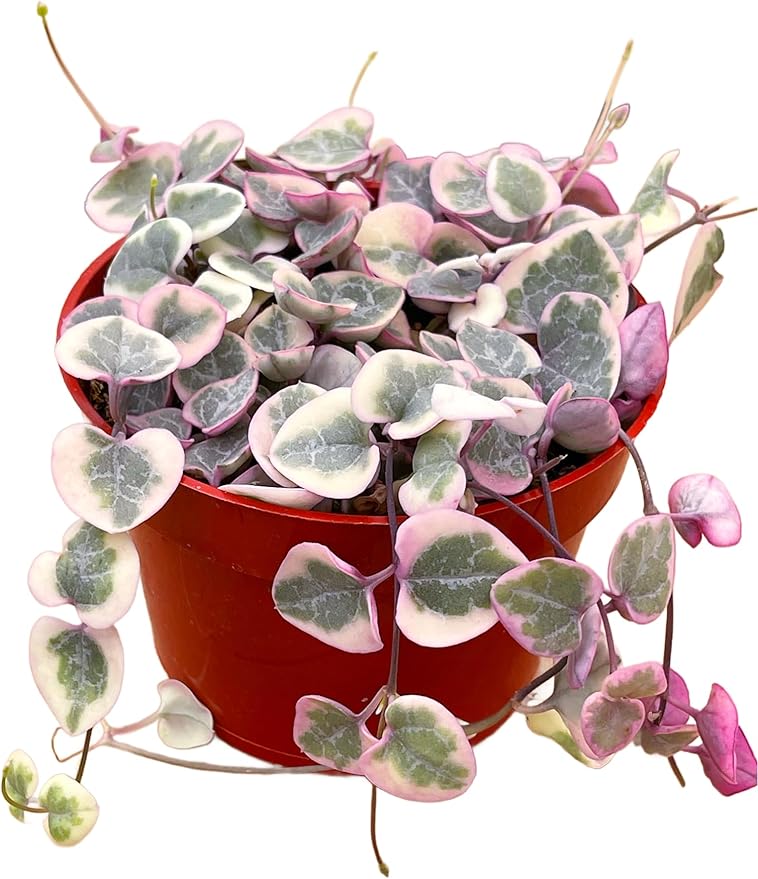 Succulents Plants Live 2inch Live Mini Succulent Plants, Easy Care House Plants Rooted in Succulent Soil Mix, by The Succulent Cult (Variegated String of Hearts, 4 Inch)