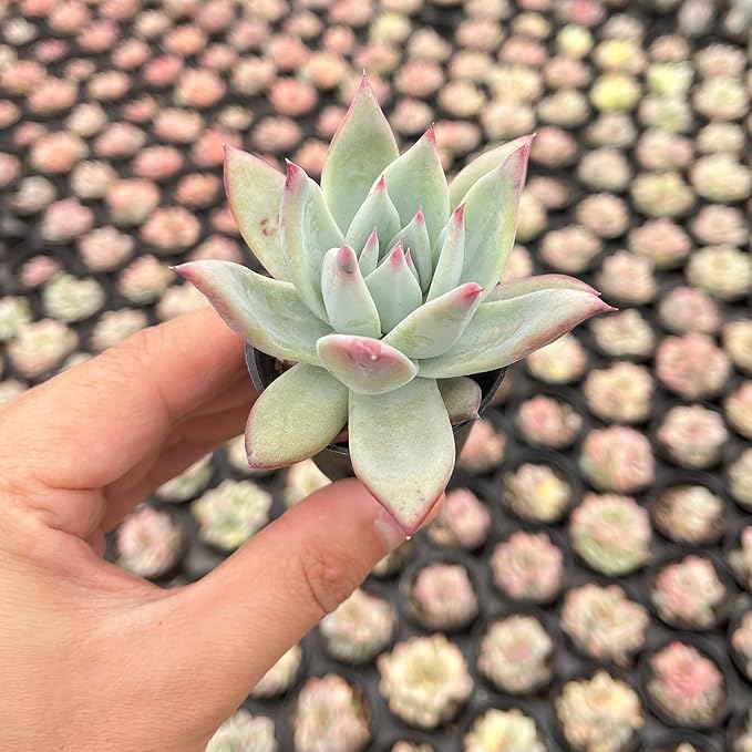 2" Rare Succulent Echeveria Colorata VAR. Brandtii, Live Succulents Plants Fully Rooted in Grower Pots, Unique Gift for Wedding Favor, Party Favor
