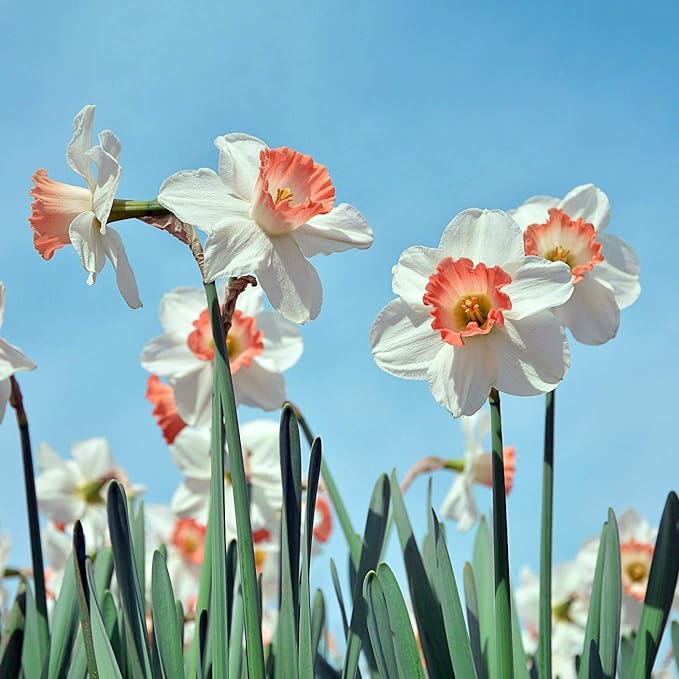 Pink & White Dutch Daffodil Flowers – 6 Bulbs + Bonus Hummingbird Feeder | Large Cupped Perennials - Spring Bloom | Hardy in Zones 3–8 | Butterfly & Bee Attracting-Deer Resistant