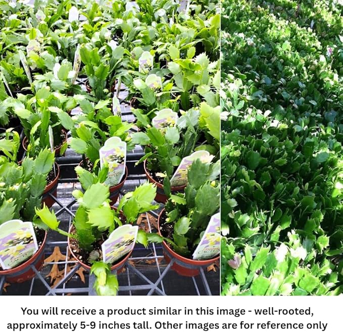 Set 2 Christmas Cactus Plants Live, Hanging Baskets Houseplants, Holiday Cactus Indoor Plants Live Well-Rooted 4-9" Tall, No Pot (Red)
