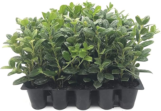 Dwarf Burford Holly - 40 Live Plants - Ilex Burfordi Evergreen Hedge Red Berries Tree Shrub