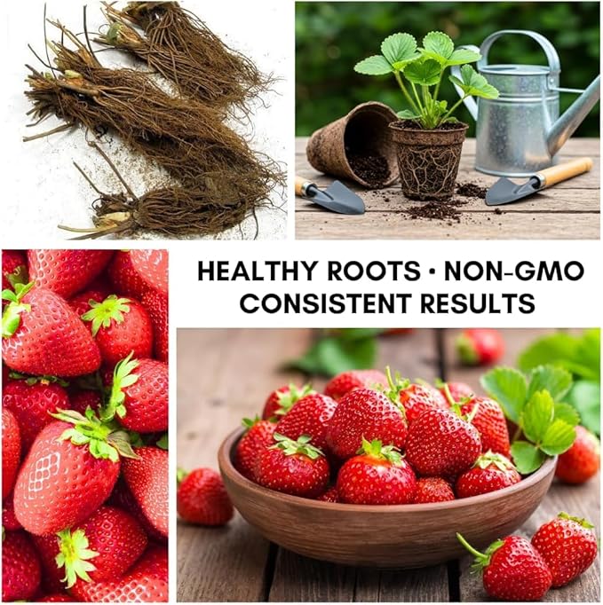 Ruby Royale Strawberry Plants - Grow Giant Strawberries - Bare Root Plants (30 Plants)
