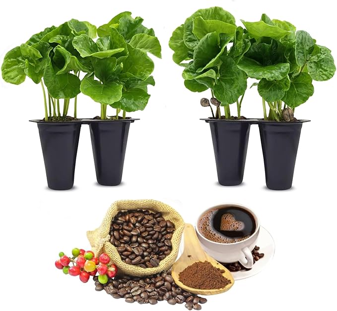 Coffee Plant Arabica Real Live Plant for Sale (12 Pack) | Coffee Lover's Dream | Easy to Grow Live for Planting | Grow Your Own Food on Your Edible Organic Garden |