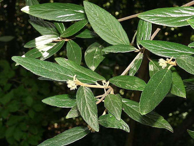 Two Pack of Pragense Viburnum - 2 Live Plants Shipped 2 to 3 Feet Tall by DAS Farms (No California)