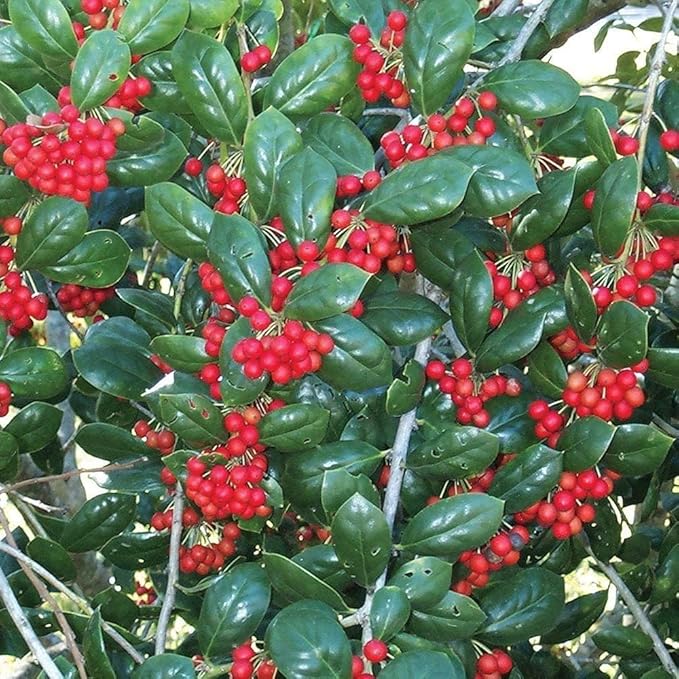 Dwarf Burford Holly - 40 Live Plants - Ilex Burfordi Evergreen Hedge Red Berries Tree Shrub