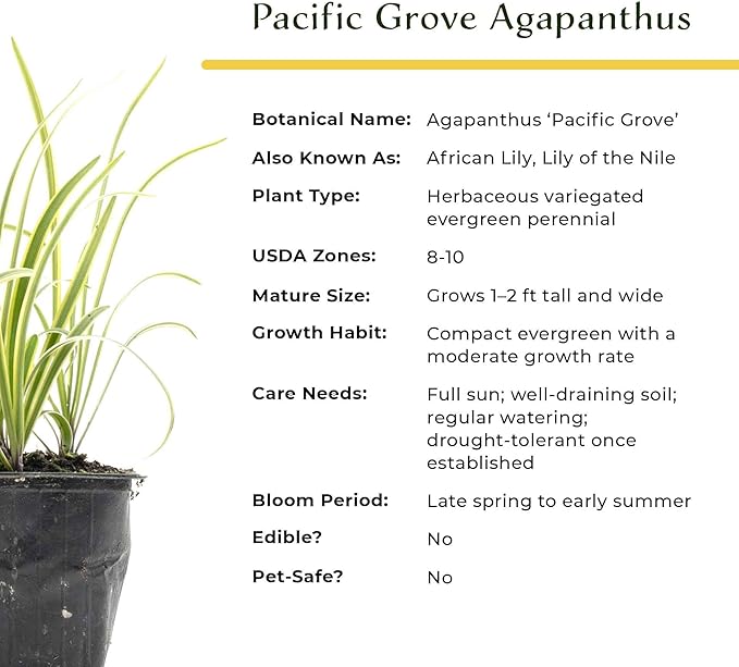 2 Pacific Grove Agapanthus in 3.5” Nursery Cubes (Agapanthus ‘Pacific Grove’) | Variegated Evergreen Perennial for Borders, Beds & Containers | Ready-to-Plant Live Starter Plants