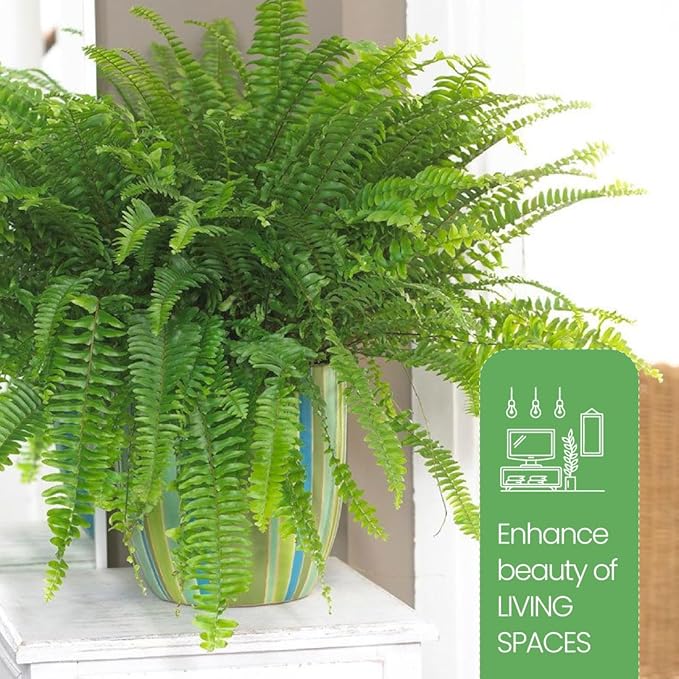 American Plant Exchange Kimberly Queen Fern – 10-Inch Pot – Live Air Purifying Upright Fern, Easy Care Houseplant for Indoor Planters, Outdoor Baskets, or Patio Decor