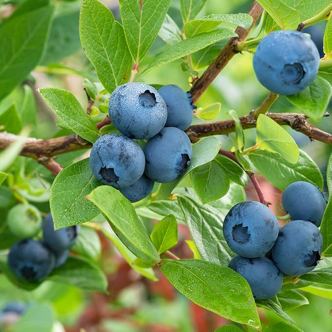 PERFECT PLANTS 3 Pack Rabbiteye Blueberry Bushes 1 Gallon | Live Fruit Bush for Outdoor Planting | Sweet Blueberries for Fresh Eating | Easily Grown in Home Gardens