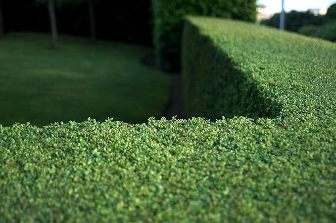 Dwarf Yaupon Holly | Ilex Schilling Stokes Vomitoria | 10 Live Plants | Drought Tolerant Low Maintenance Evergreen Hedge