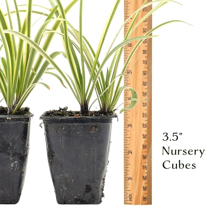 4 Pacific Grove Agapanthus in 3.5” Nursery Cubes (Agapanthus ‘Pacific Grove’) | Variegated Evergreen Perennial for Borders, Beds & Containers | Ready-to-Plant Live Starter Plants