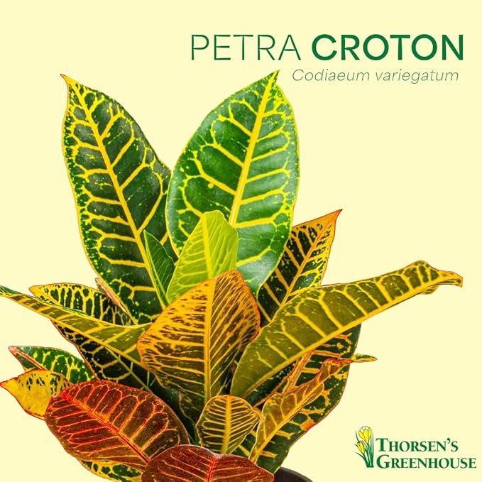 Thorsen's Greenhouse Live Petra Croton Plant, Codiaeum Variegatum, Colorful Foliage, Live Indoor Houselant (Lavender, 4-inch Pot)