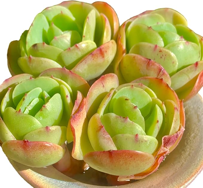 FWPP Live Succulents Plants Echeveria Peach Pride 3 inches,Rare Succulents Bare Root Without Pot Soil, Live Plants Indoor Office Decoration Wedding and Gift